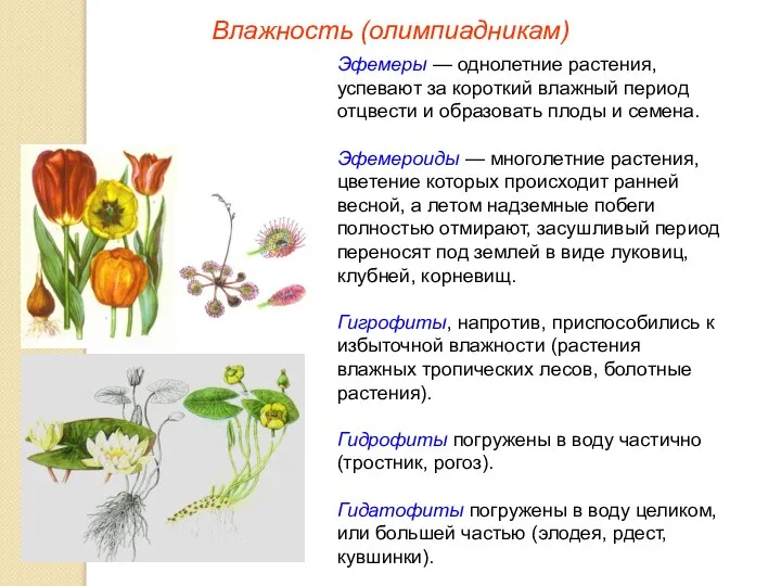 Влажность (олимпиадникам) Эфемеры — однолетние растения, успевают за короткий влажный период отцвести