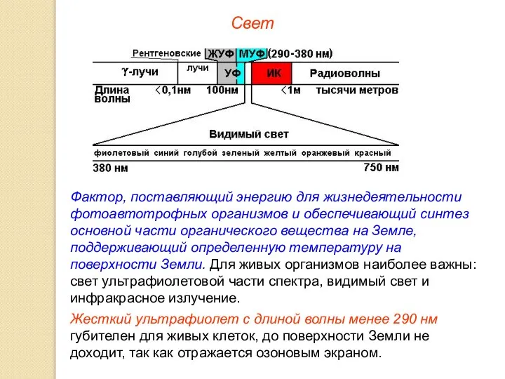 Свет Фактор, поставляющий энергию для жизнедеятельности фотоавтотрофных организмов и обеспечивающий синтез основной