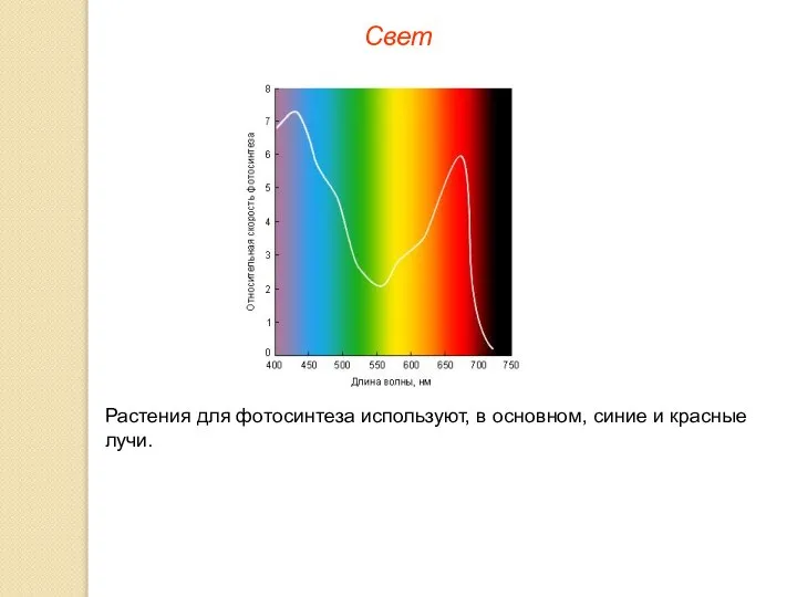 Свет Растения для фотосинтеза используют, в основном, синие и красные лучи.