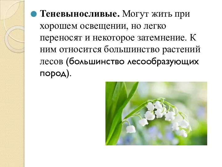 Теневыносливые. Могут жить при хорошем освещении, но легко переносят и некоторое затемнение.