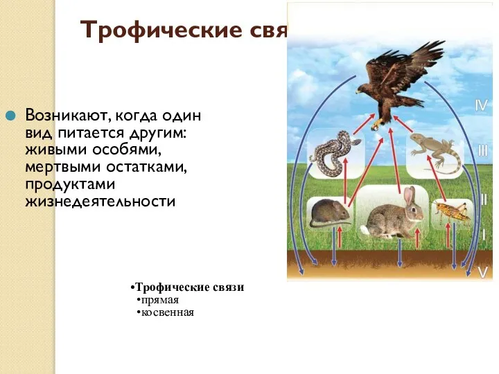 Трофические связи Возникают, когда один вид питается другим: живыми особями, мертвыми остатками,