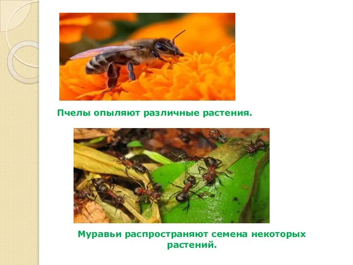 Пчелы опыляют различные растения. Муравьи распространяют семена некоторых растений.