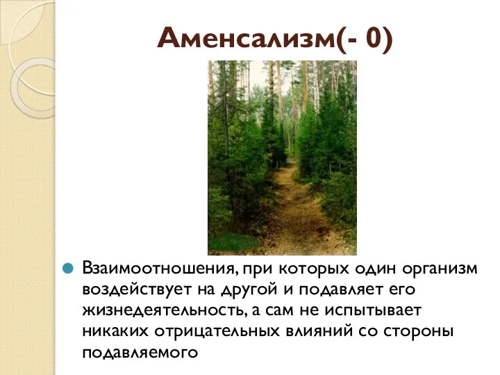 Аменсализм(- 0) Взаимоотношения, при которых один организм воздействует на другой и подавляет