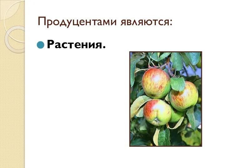 Продуцентами являются: Растения.