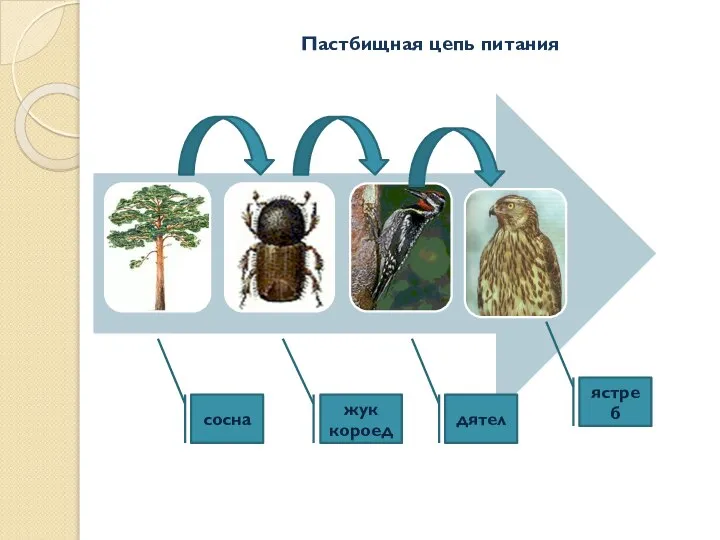 сосна жук короед дятел ястреб Пастбищная цепь питания