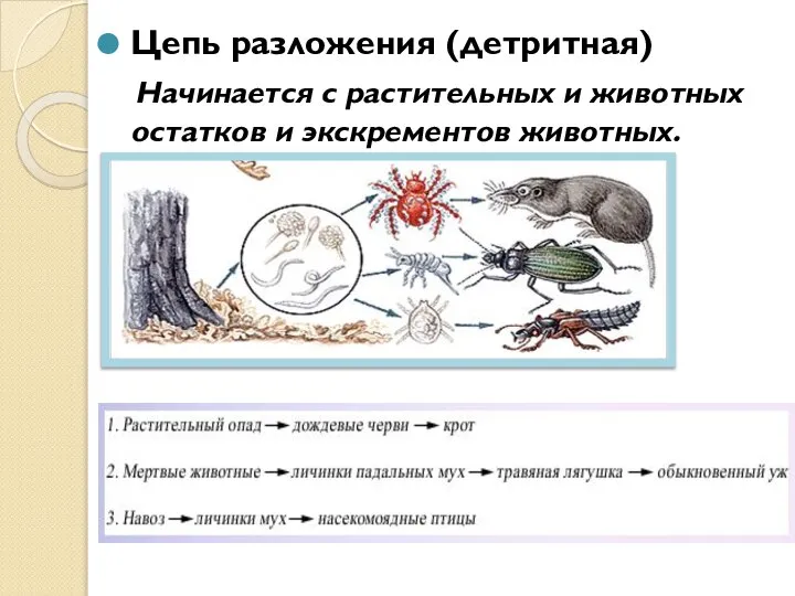 Цепь разложения (детритная) Начинается с растительных и животных остатков и экскрементов животных.