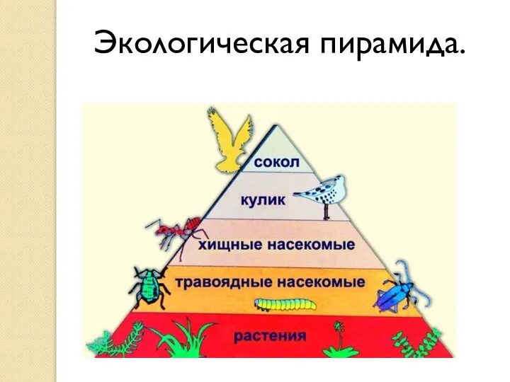 Экологическая пирамида.