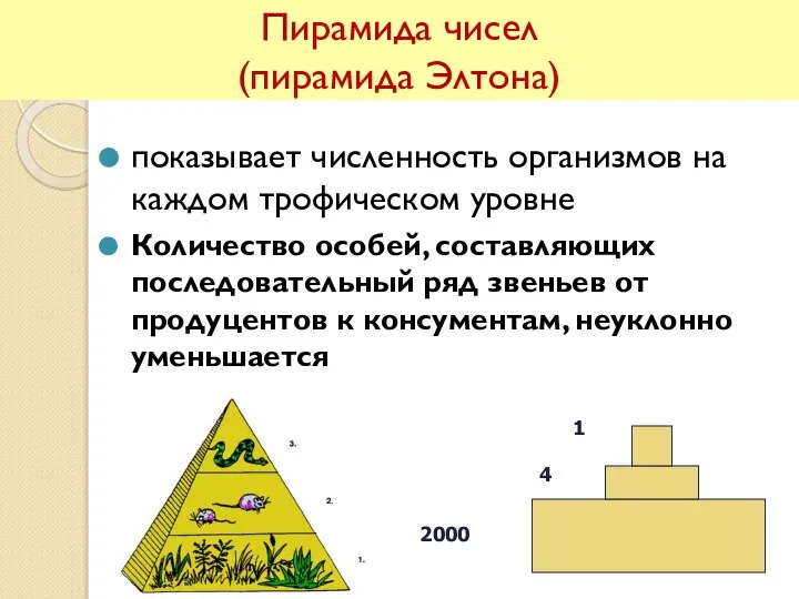 Пирамида чисел (пирамида Элтона) показывает численность организмов на каждом трофическом уровне Количество