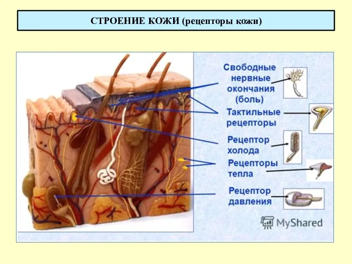 СТРОЕНИЕ КОЖИ (рецепторы кожи)