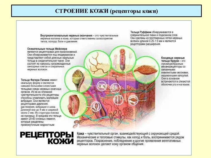 СТРОЕНИЕ КОЖИ (рецепторы кожи)