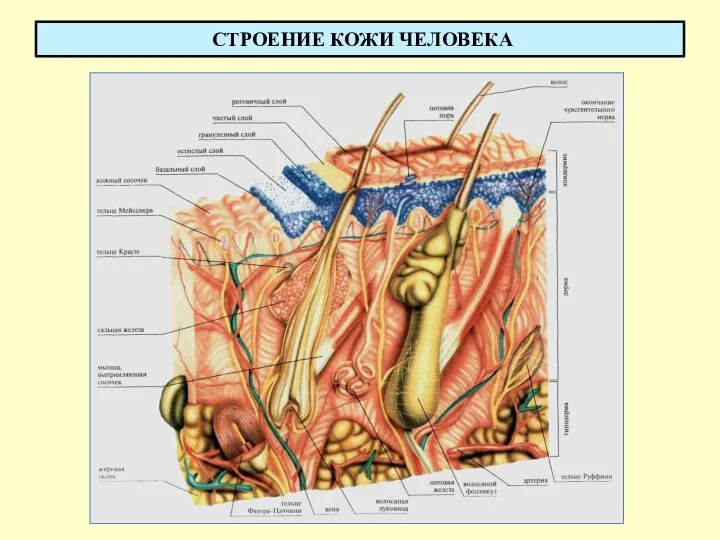 СТРОЕНИЕ КОЖИ ЧЕЛОВЕКА