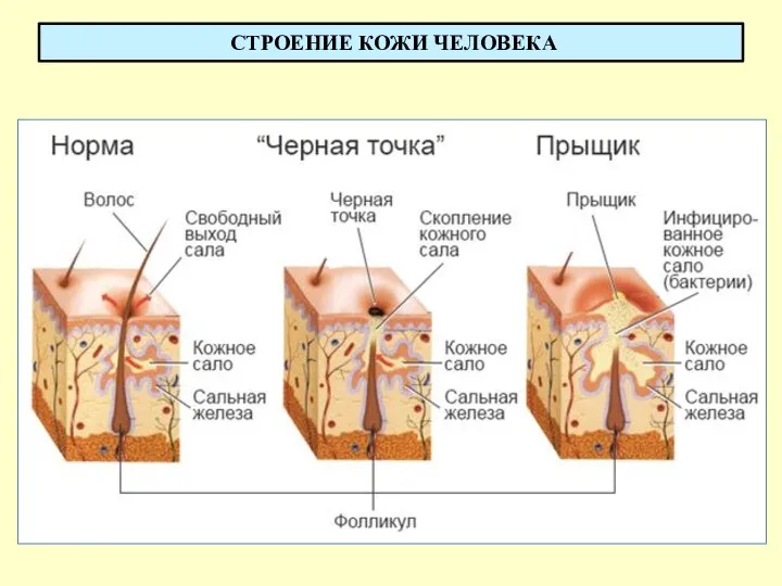 СТРОЕНИЕ КОЖИ ЧЕЛОВЕКА