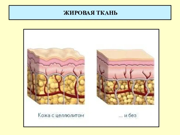 ЖИРОВАЯ ТКАНЬ