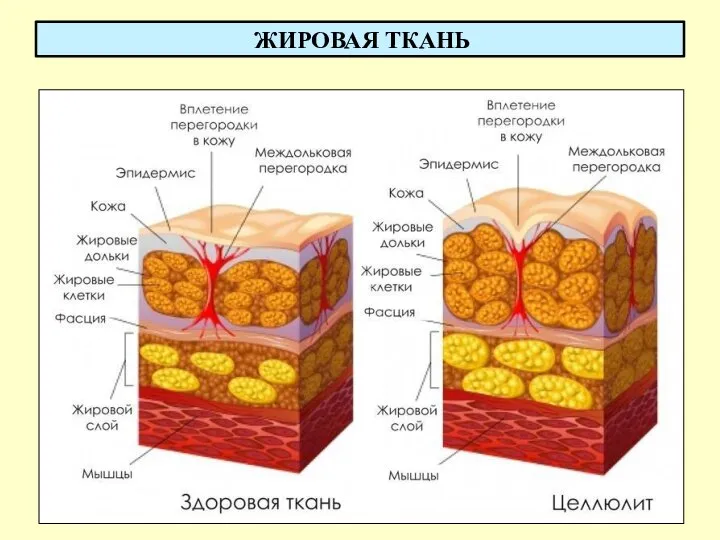 ЖИРОВАЯ ТКАНЬ