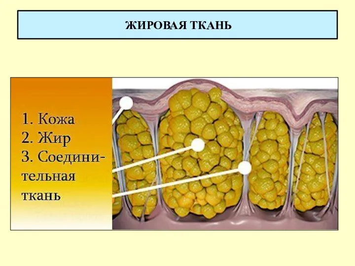 ЖИРОВАЯ ТКАНЬ