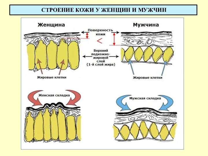 СТРОЕНИЕ КОЖИ У ЖЕНЩИН И МУЖЧИН