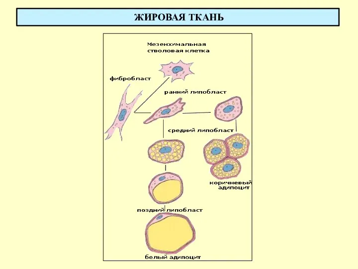 ЖИРОВАЯ ТКАНЬ