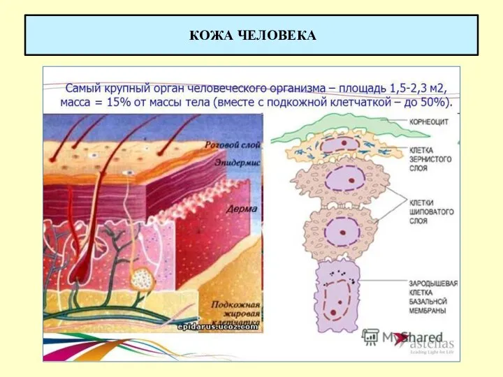 КОЖА ЧЕЛОВЕКА