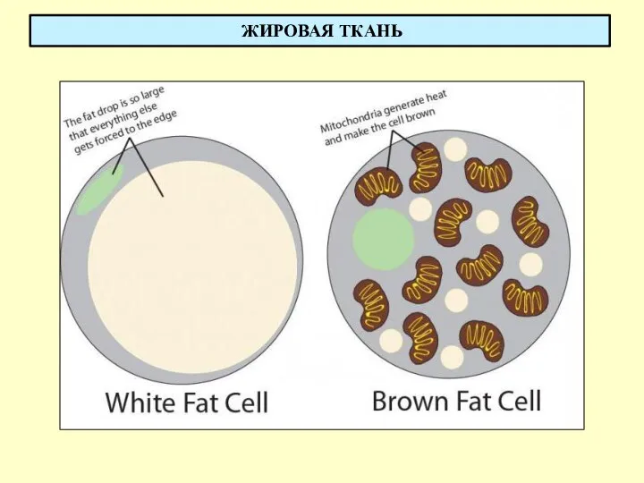 ЖИРОВАЯ ТКАНЬ