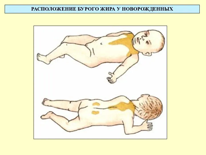 РАСПОЛОЖЕНИЕ БУРОГО ЖИРА У НОВОРОЖДЕННЫХ