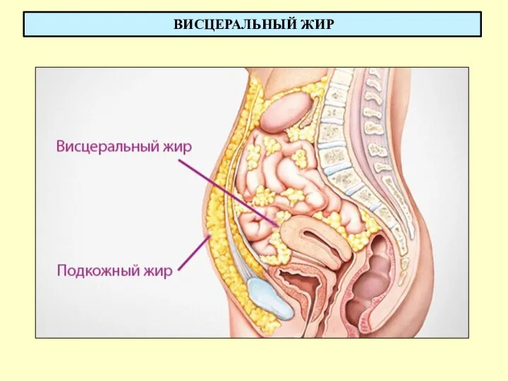 ВИСЦЕРАЛЬНЫЙ ЖИР