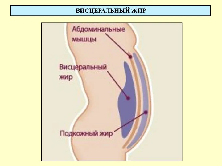 ВИСЦЕРАЛЬНЫЙ ЖИР