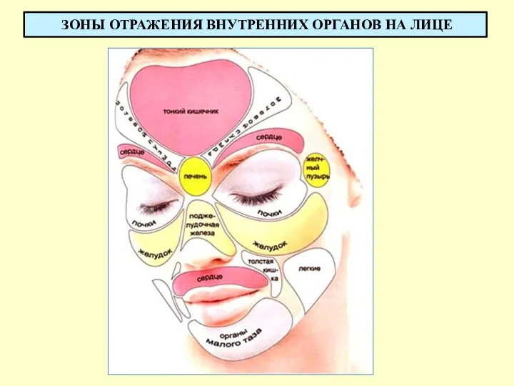 ЗОНЫ ОТРАЖЕНИЯ ВНУТРЕННИХ ОРГАНОВ НА ЛИЦЕ