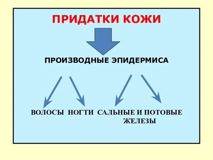 ПРИДАТКИ КОЖИ ПРОИЗВОДНЫЕ ЭПИДЕРМИСА ВОЛОСЫ НОГТИ САЛЬНЫЕ И ПОТОВЫЕ ЖЕЛЕЗЫ