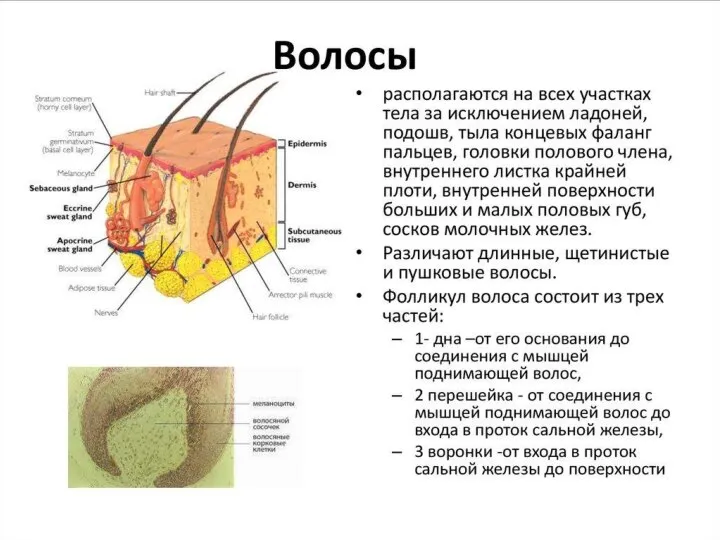 ФОРМИРОВАНИЕ ЖЕЛЕЗ РАЗЛИЧНЫХ ТИПОВ