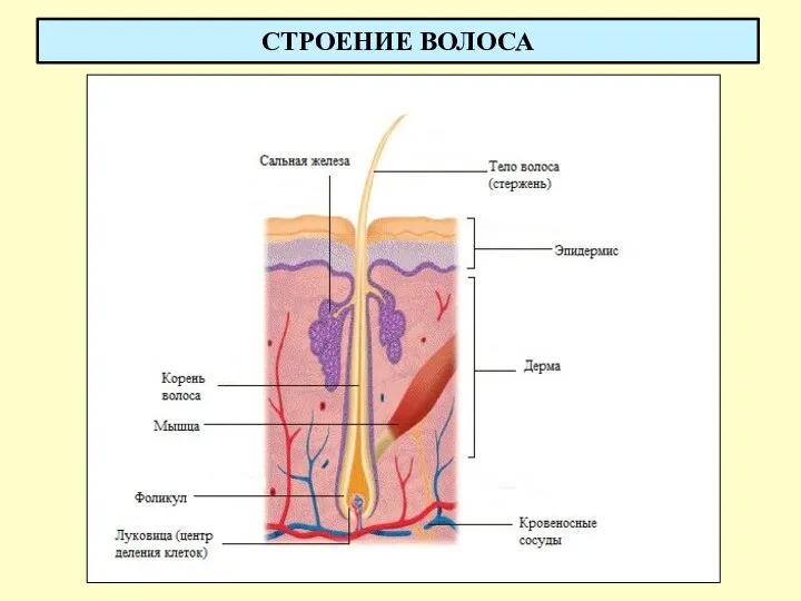 СТРОЕНИЕ ВОЛОСА