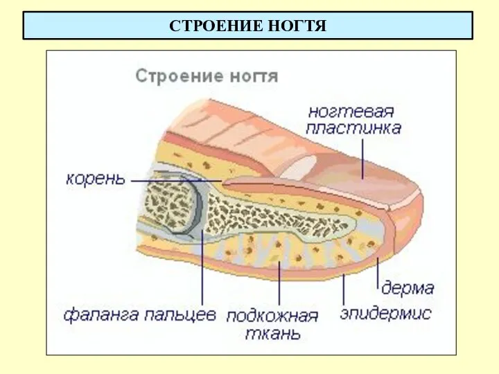 СТРОЕНИЕ НОГТЯ