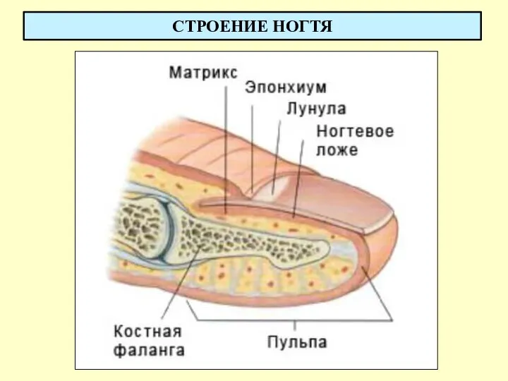 СТРОЕНИЕ НОГТЯ