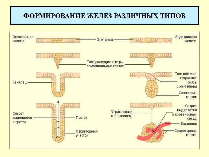 ФОРМИРОВАНИЕ ЖЕЛЕЗ РАЗЛИЧНЫХ ТИПОВ