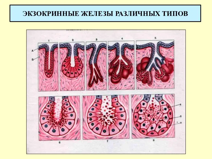 ЭКЗОКРИННЫЕ ЖЕЛЕЗЫ РАЗЛИЧНЫХ ТИПОВ