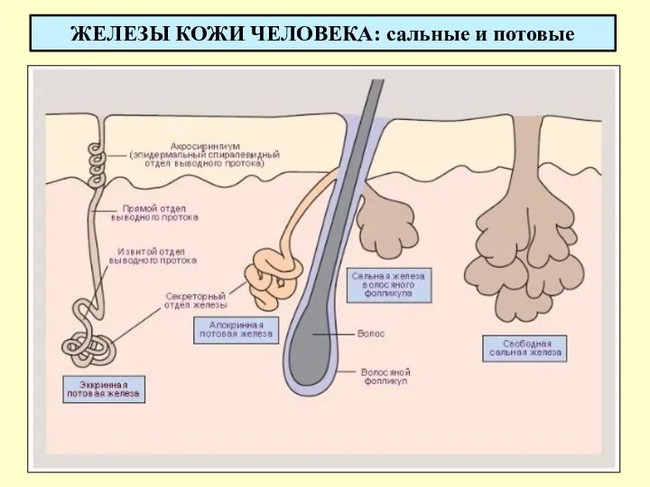 ЖЕЛЕЗЫ КОЖИ ЧЕЛОВЕКА: сальные и потовые