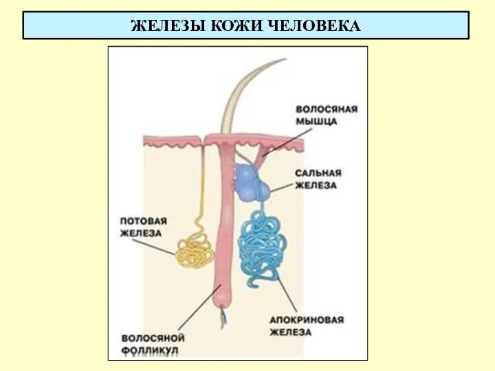 ЖЕЛЕЗЫ КОЖИ ЧЕЛОВЕКА