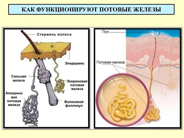 КАК ФУНКЦИОНИРУЮТ ПОТОВЫЕ ЖЕЛЕЗЫ