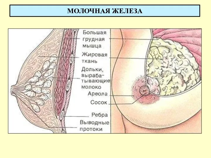 МОЛОЧНАЯ ЖЕЛЕЗА