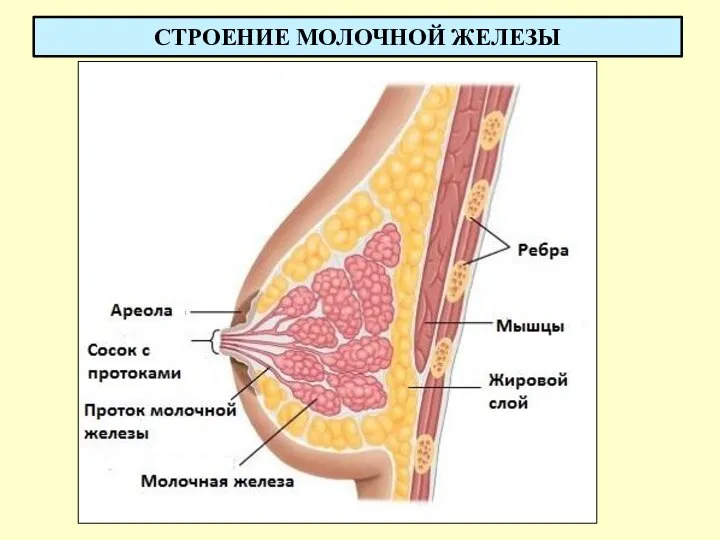 СТРОЕНИЕ МОЛОЧНОЙ ЖЕЛЕЗЫ