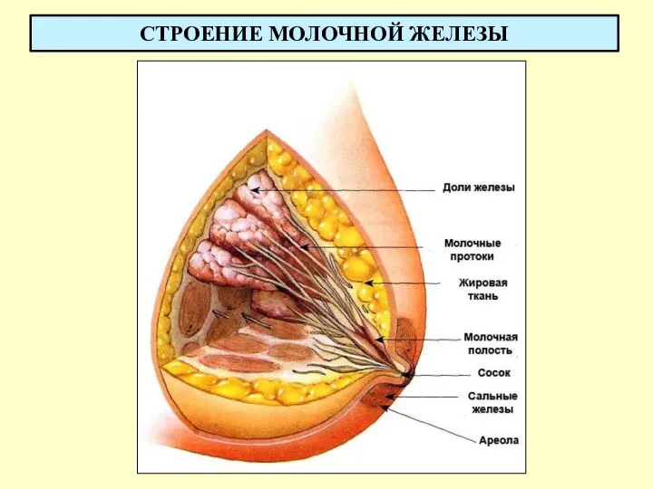 СТРОЕНИЕ МОЛОЧНОЙ ЖЕЛЕЗЫ