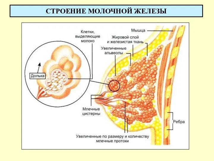 СТРОЕНИЕ МОЛОЧНОЙ ЖЕЛЕЗЫ