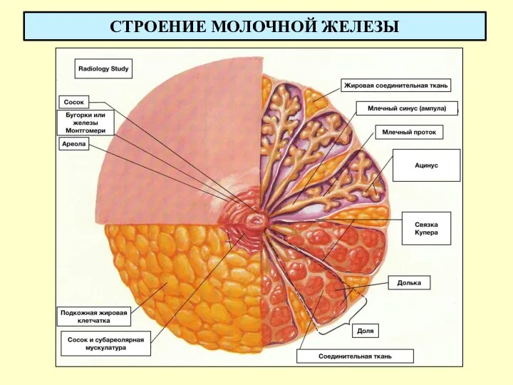 СТРОЕНИЕ МОЛОЧНОЙ ЖЕЛЕЗЫ