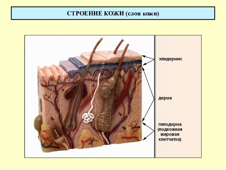 СТРОЕНИЕ КОЖИ (слои кожи)