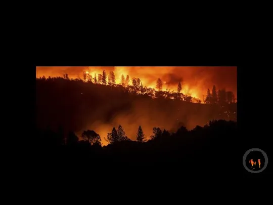 Глава 1. Изучение лесных пожаров Лесной пожар — неконтролируемое распространение огня по лесным площадям.