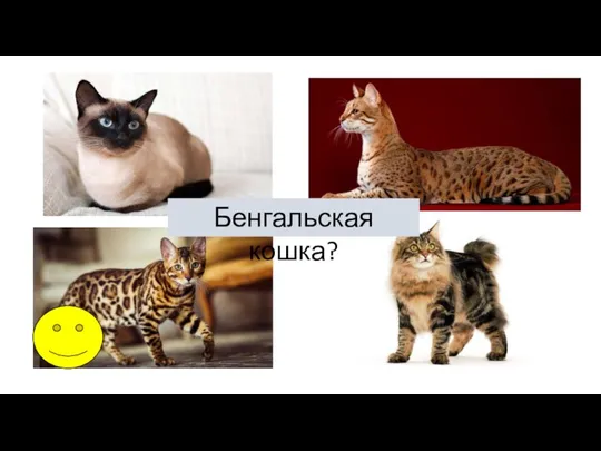 Бенгальская кошка?