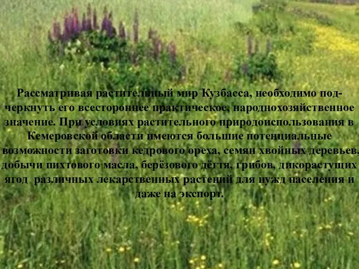 Рассматривая растительный мир Кузбасса, необходимо под- черкнуть его всестороннее практическое, народнохозяйственное значение.