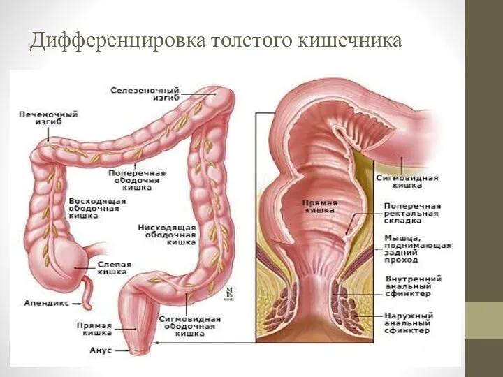 Дифференцировка толстого кишечника