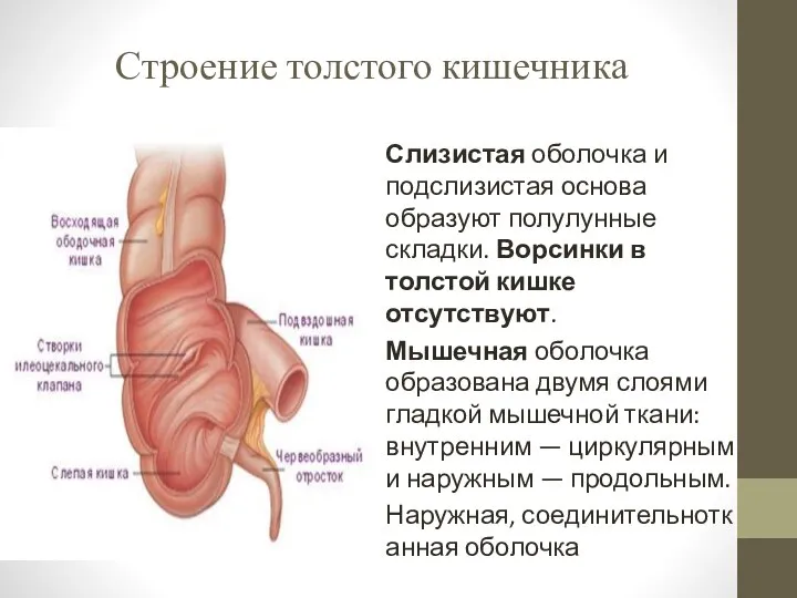 Строение толстого кишечника Слизистая оболочка и подслизистая основа образуют полулунные складки. Ворсинки