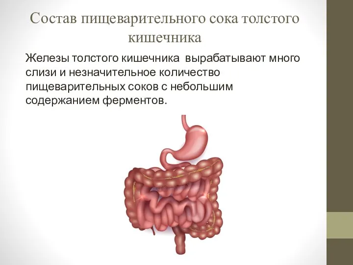 Состав пищеварительного сока толстого кишечника Железы толстого кишечника вырабатывают много слизи и