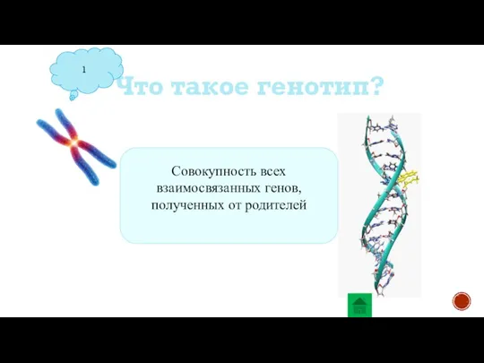 Что такое генотип? 1 Совокупность всех взаимосвязанных генов, полученных от родителей